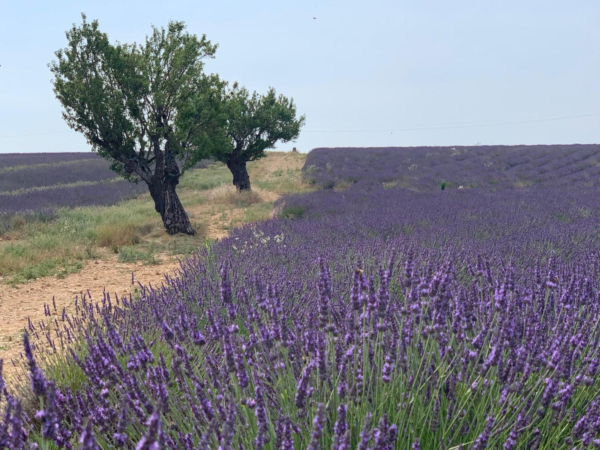 Studio Nuitee En Provence 2 Eguilles Luaran gambar
